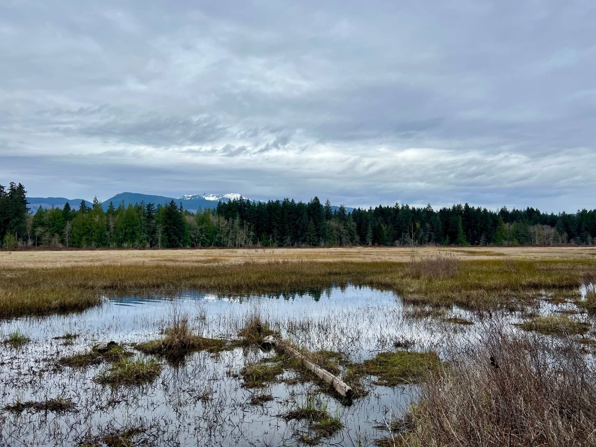 Wide view of Hamilton Marsh wetlands with forest and mountain backdrop