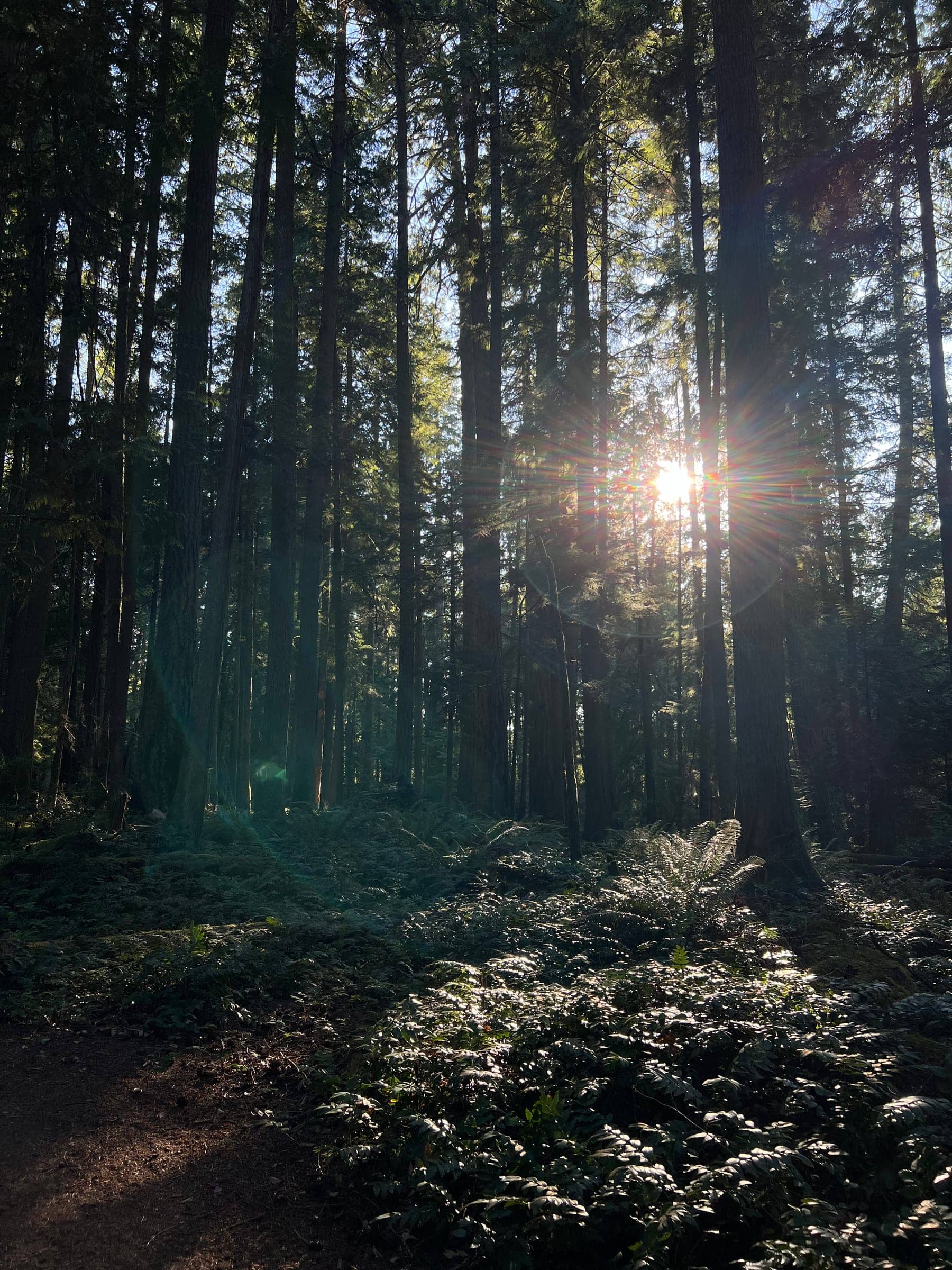 Low sun glowing between tall, straight tree trunks above a fern-covered forest floor in the Heritage Forest