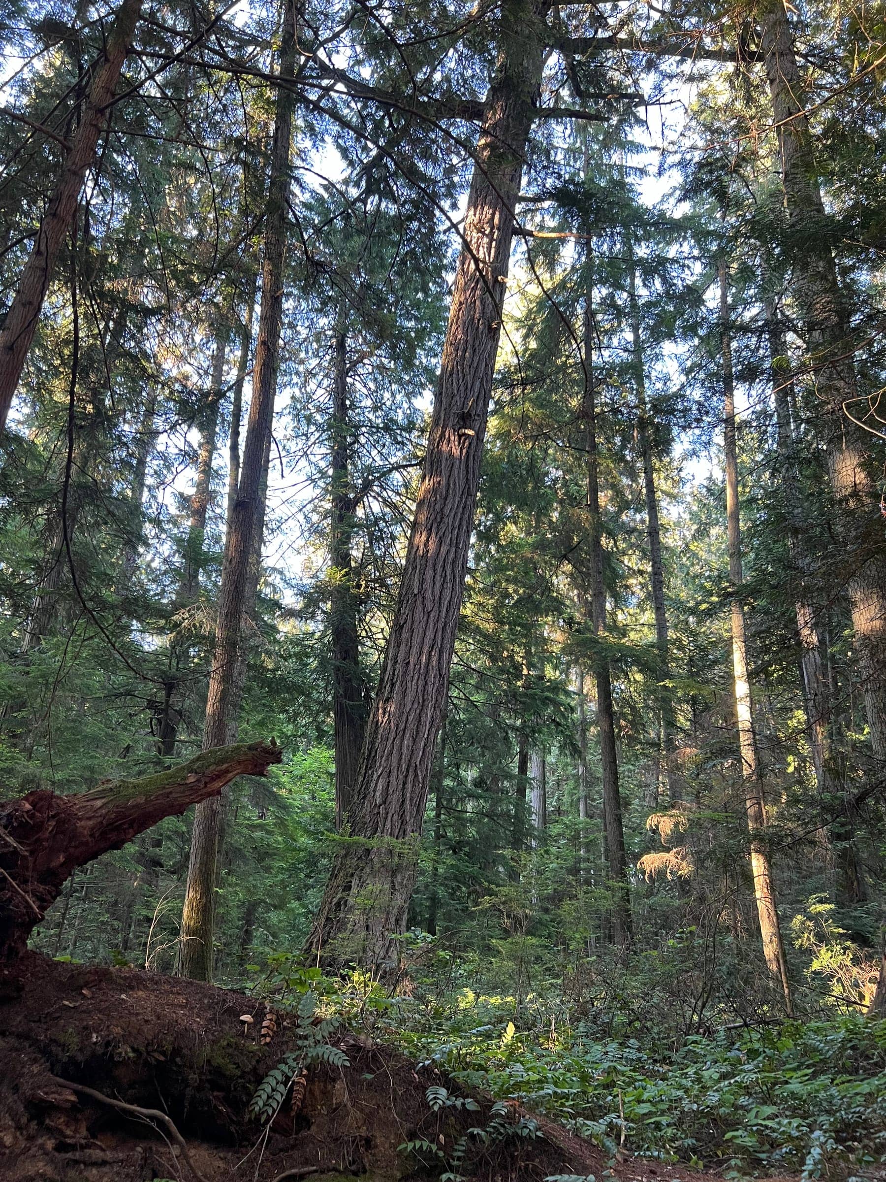 Tall evergreens and a mossy fallen log in the Qualicum Beach Heritage Forest