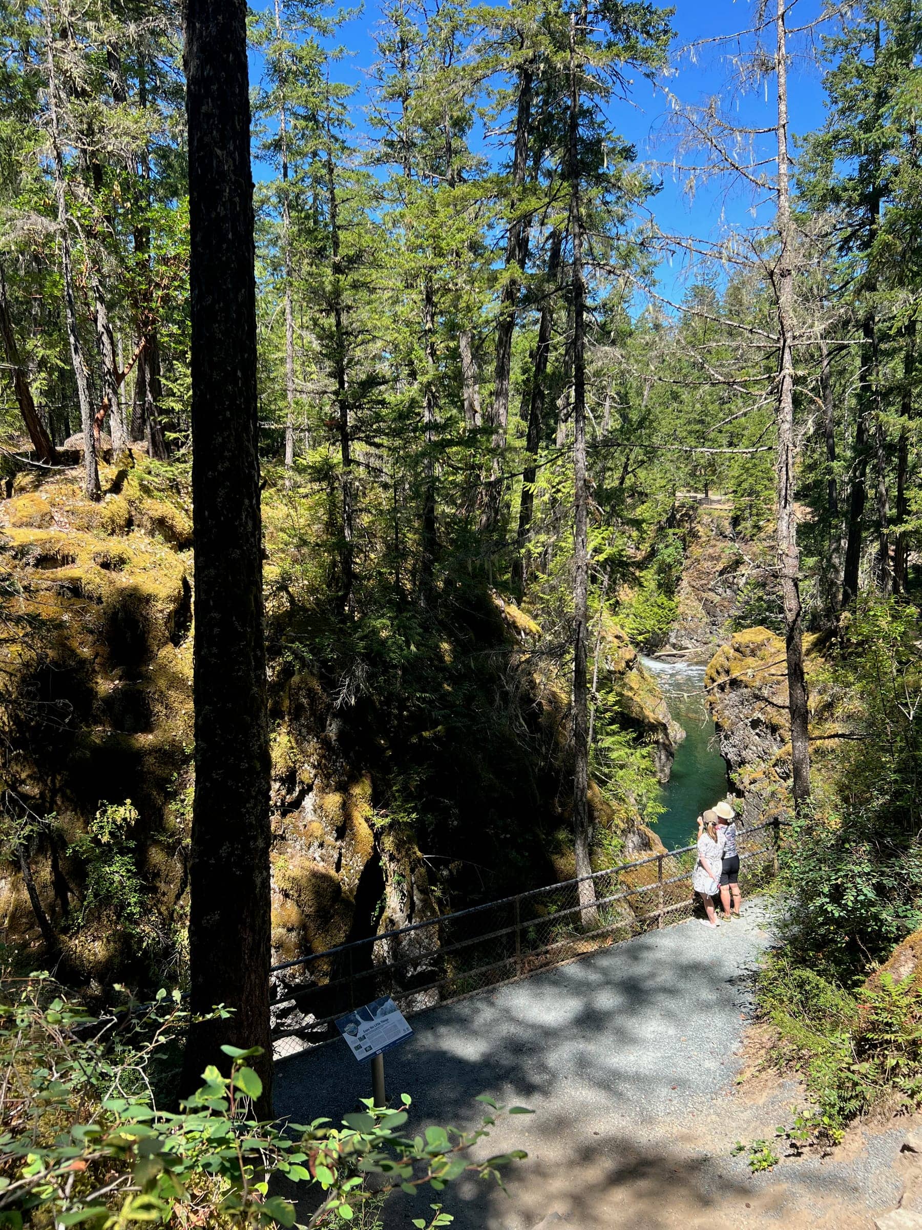A fenced gravel trail through tall forest along the edge of the Little Qualicum Falls gorge
